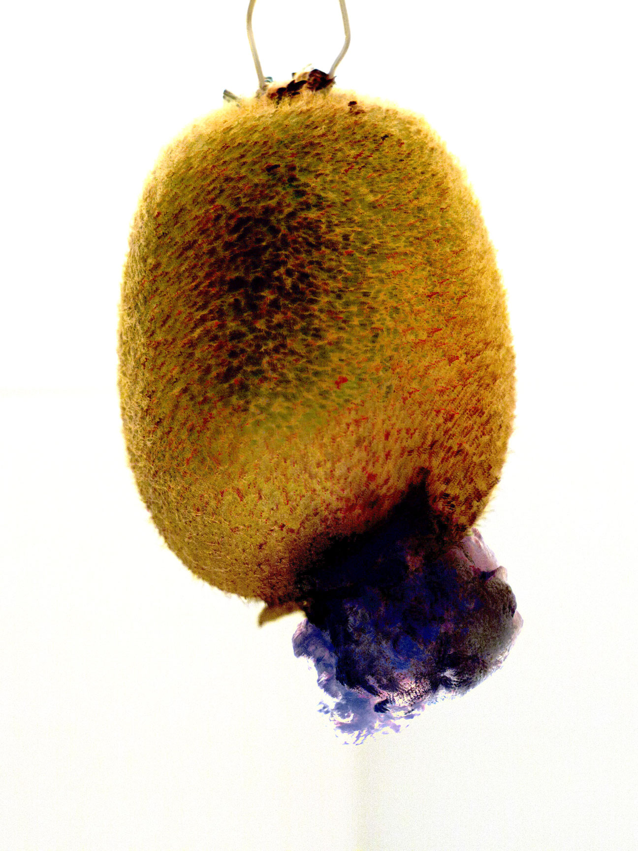 Kiwi