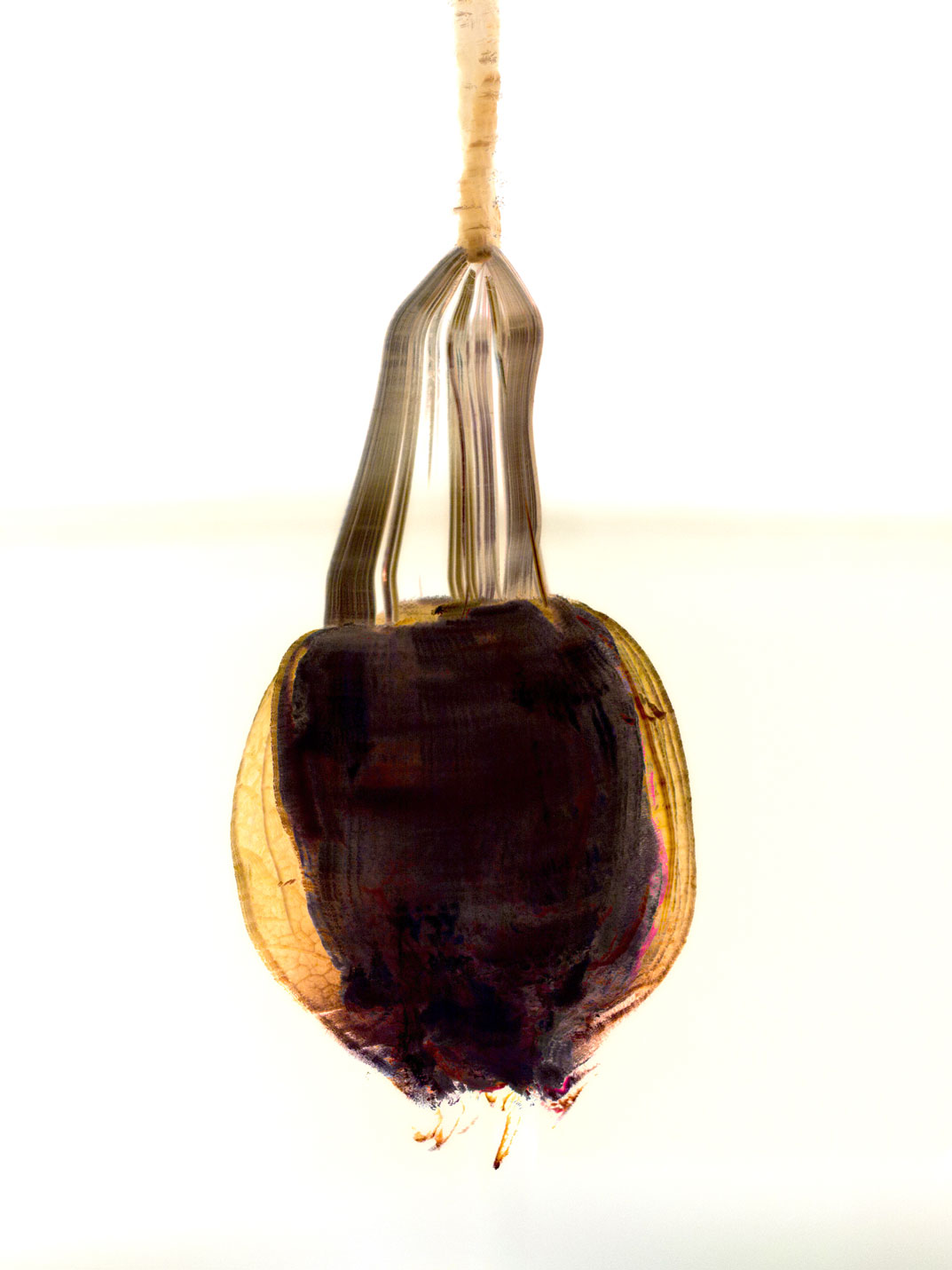Physalis